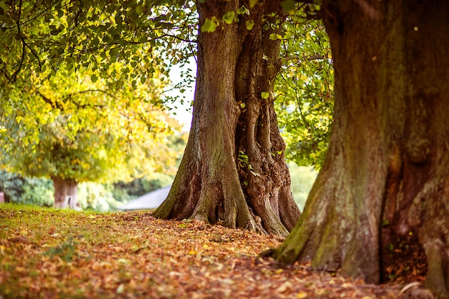 Kůra stromů vám může pomoci při zdravotních potížích